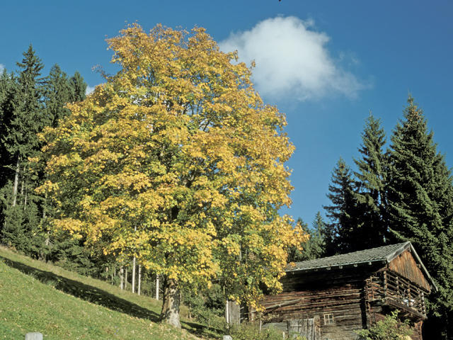 Neukumhof Apartment Westendorf Exterior photo